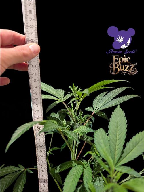 Epic Buzz. Week 5
