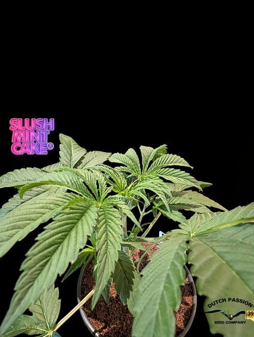 Slush Mint Cake - DP - Bio Tabs NL Grow. Week 3