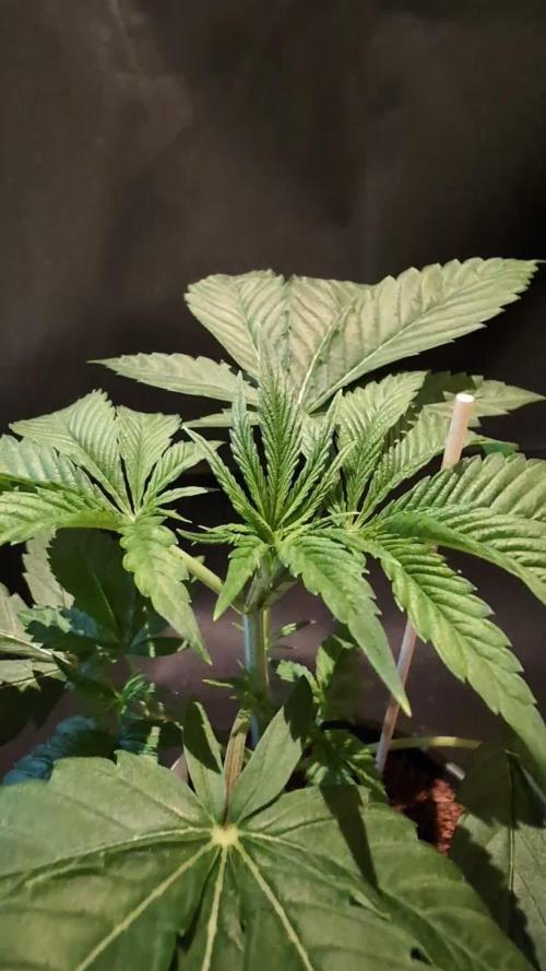Slush Mint Cake - DP - Bio Tabs NL Grow