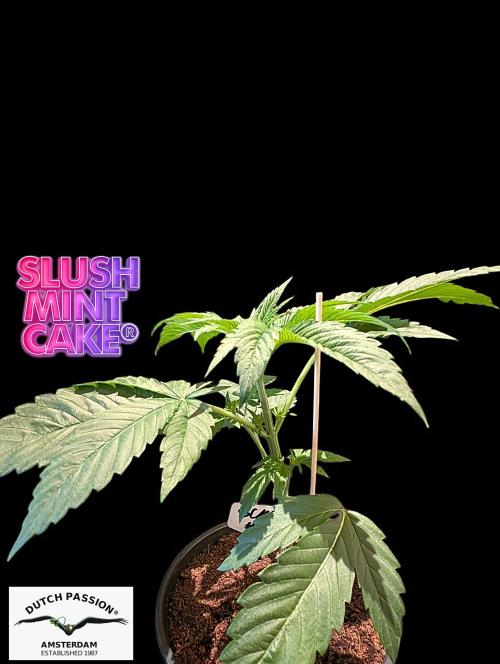 Slush Mint Cake - DP - Bio Tabs NL Grow. Week 3