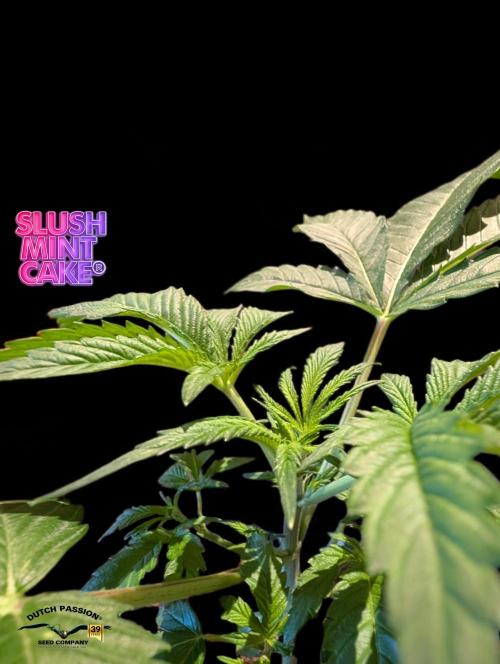 Slush Mint Cake - DP - Bio Tabs NL Grow. Week 3
