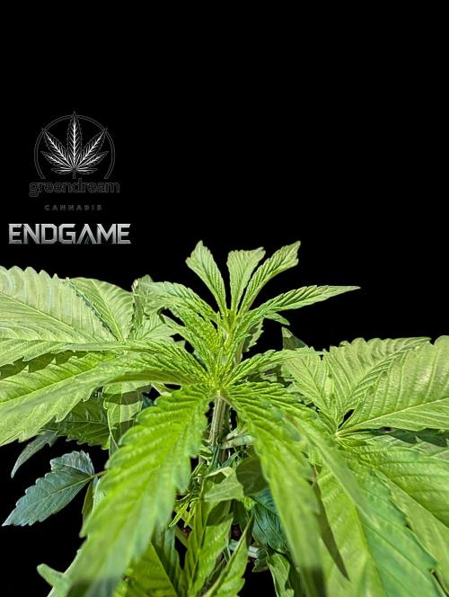 Tetraploid Grow - Endgame - Greendream. Week 3