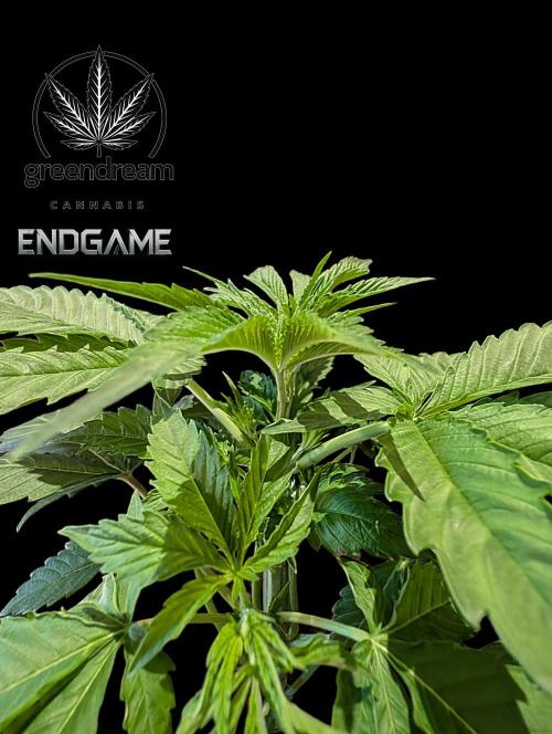Tetraploid Grow - Endgame - Greendream. Week 3