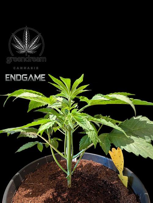 Tetraploid Grow - Endgame - Greendream. Week 3