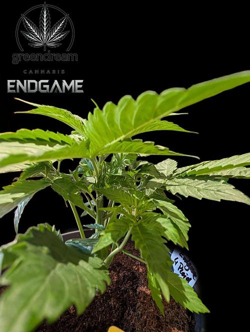 Tetraploid Grow - Endgame - Greendream. Week 3