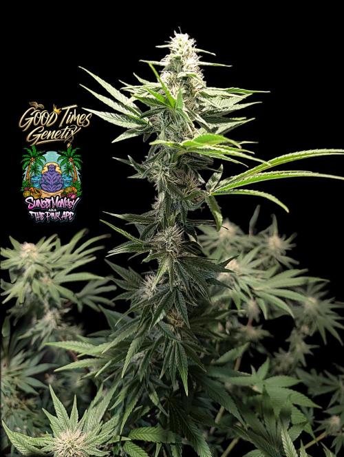 Sunset Monkey - Good Times Genetix - BTN. Week 11