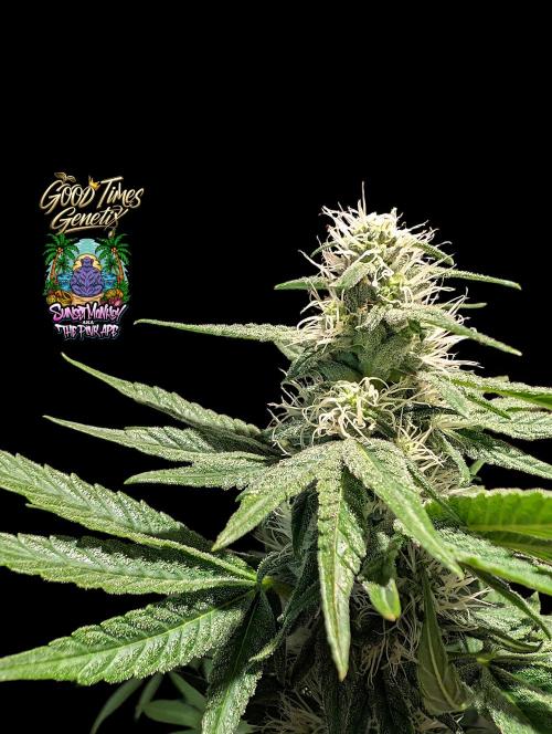 Sunset Monkey - Good Times Genetix - BTN. Week 11