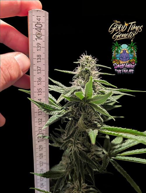 Sunset Monkey - Good Times Genetix - BTN. Week 11