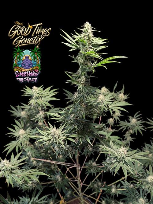 Sunset Monkey - Good Times Genetix - BTN. Week 11