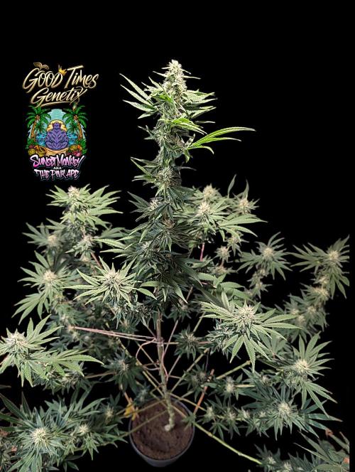 Sunset Monkey - Good Times Genetix - BTN. Week 11