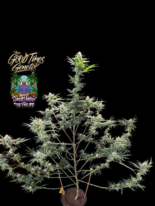 Sunset Monkey - Good Times Genetix - BTN. Week 11
