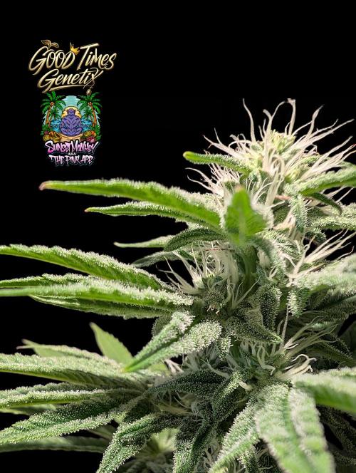 Sunset Monkey-Good Times Genetix-Wdfx. Week 11