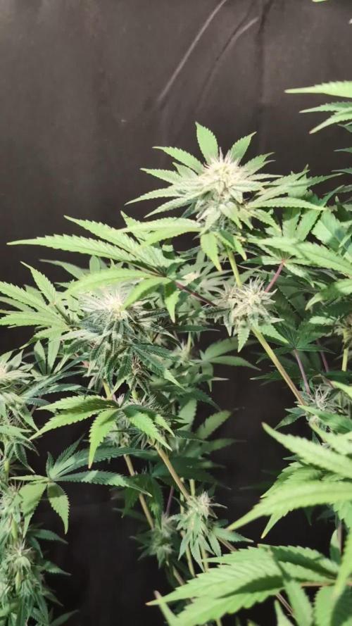 Sunset Monkey-Good Times Genetix-Wdfx