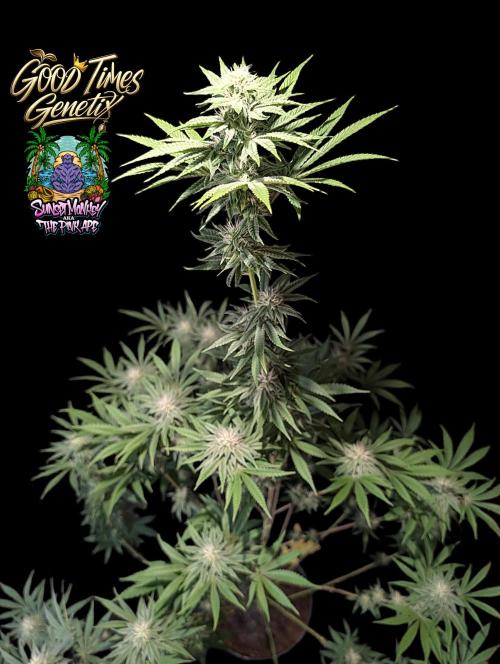 Sunset Monkey-Good Times Genetix-Wdfx. Week 11