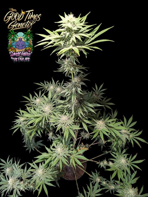 Sunset Monkey-Good Times Genetix-Wdfx. Week 11