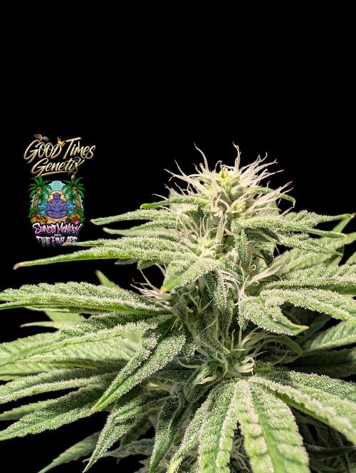Sunset Monkey-Good Times Genetix-Wdfx. Week 11