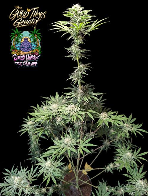 Sunset Monkey-Good Times Genetix-Wdfx. Week 11