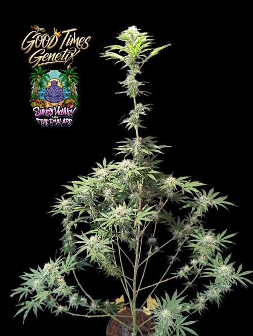 Sunset Monkey-Good Times Genetix-Wdfx. Week 11