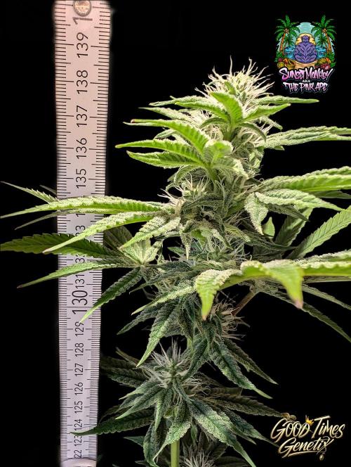 Sunset Monkey-Good Times Genetix-Wdfx. Week 11
