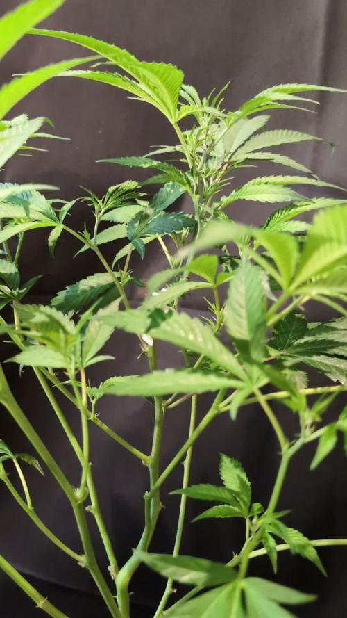 Epic Buzz - Anesia - Weedefix - VS.