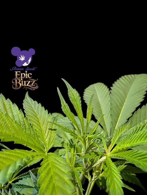 Epic Buzz - Anesia - Weedefix - VS.. Week 6