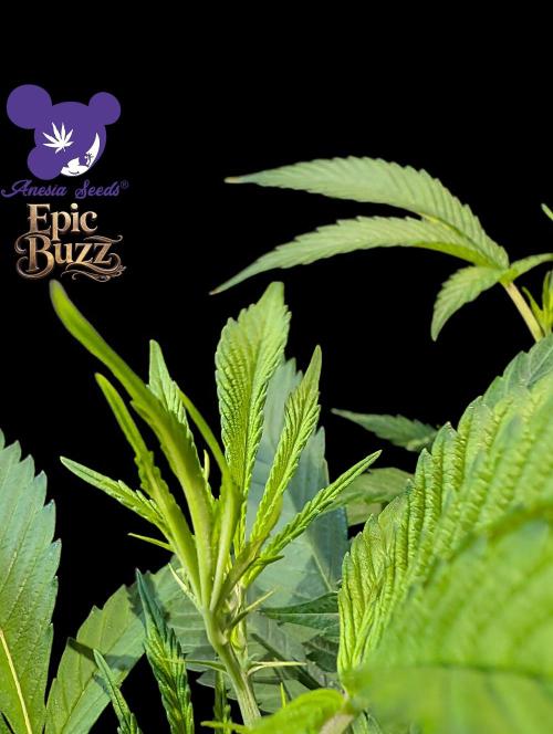 Epic Buzz - Anesia - Weedefix - VS.. Week 6