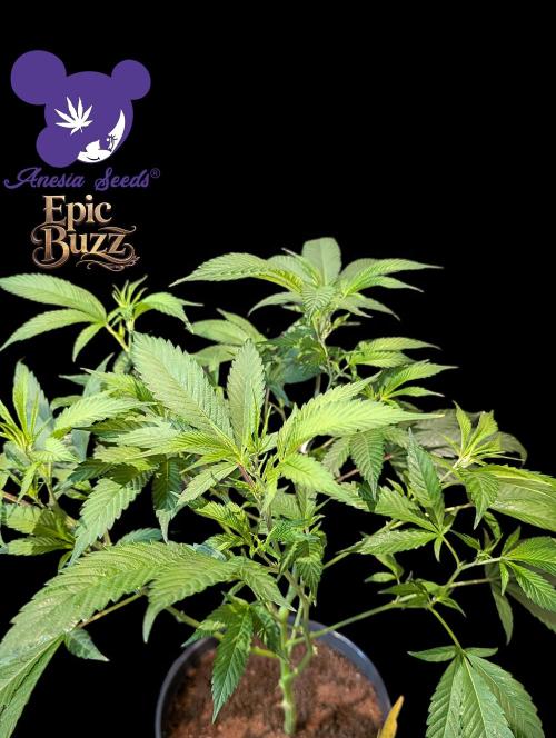 Epic Buzz - Anesia - Weedefix - VS.. Week 6