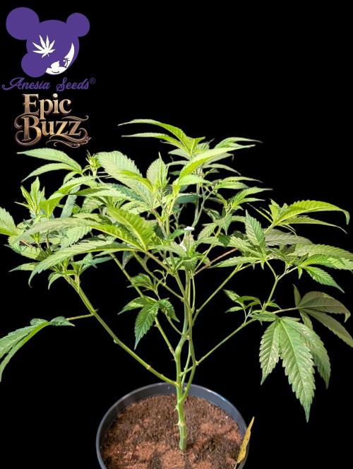 Epic Buzz - Anesia - Weedefix - VS.. Week 6