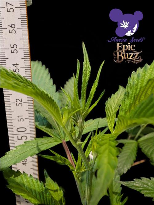 Epic Buzz. Week 6