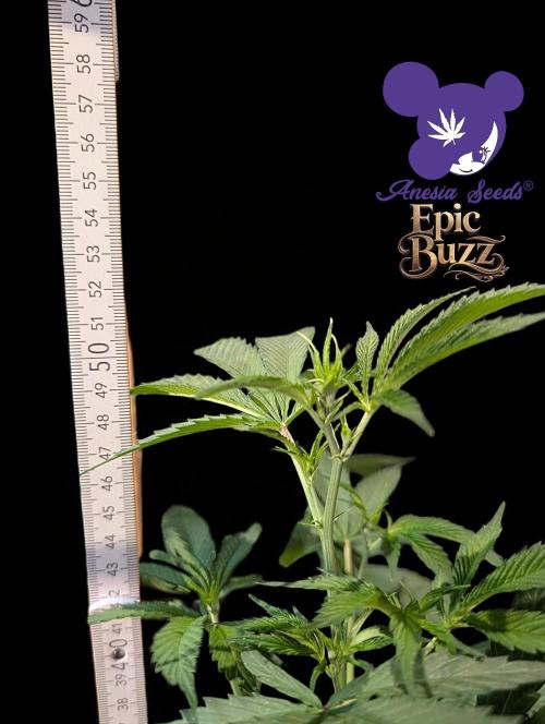 Epic Buzz - Anesia - Bio Tabs NL - VS.. Week 6