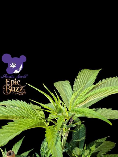 Epic Buzz - Anesia - Bio Tabs NL - VS.. Week 6