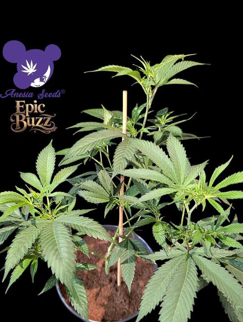 Epic Buzz - Anesia - Bio Tabs NL - VS.. Week 6
