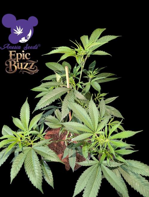 Epic Buzz - Anesia - Bio Tabs NL - VS.. Week 6