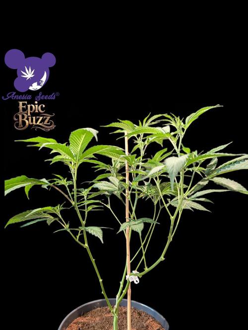 Epic Buzz - Anesia - Bio Tabs NL - VS.. Week 6