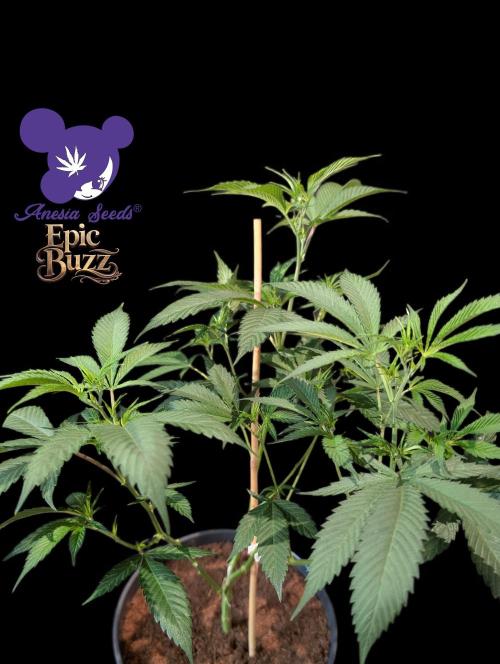 Epic Buzz. Week 6