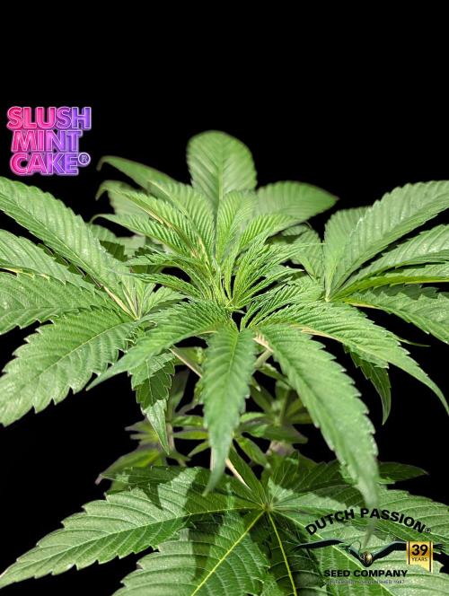 Slush Mint Cake - DP - Bio Tabs NL Grow. Week 4
