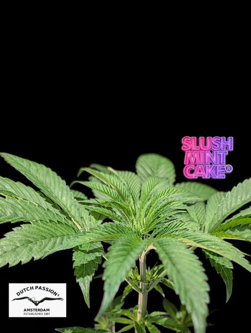 Slush Mint Cake - DP - Bio Tabs NL Grow. Week 4