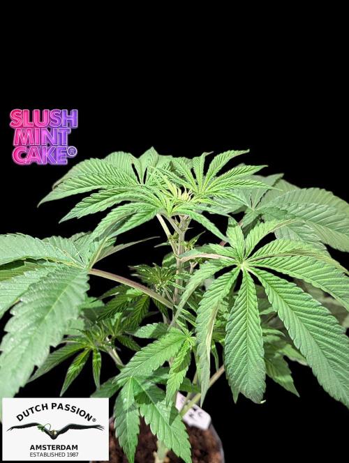 Slush Mint Cake - DP - Bio Tabs NL Grow. Week 4