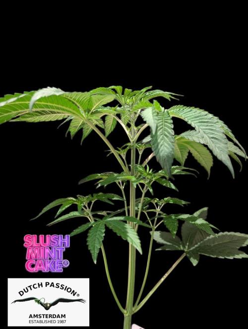 Slush Mint Cake - DP - Bio Tabs NL Grow. Week 4
