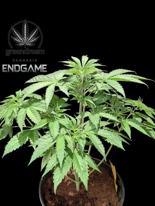 Tetraploid Grow - Endgame - Greendream. Week 4