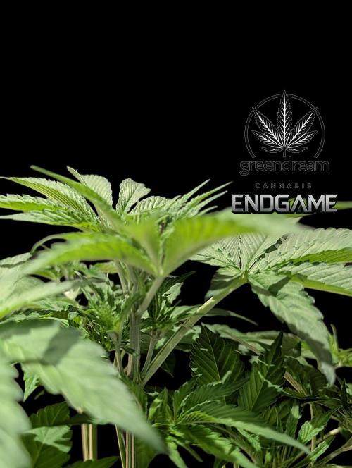 Tetraploid Grow - Endgame - Greendream. Week 4