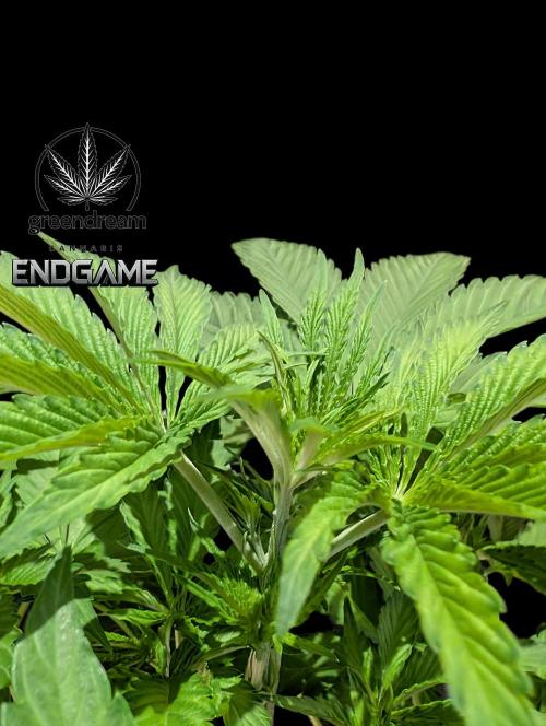 Tetraploid Grow - Endgame - Greendream. Week 4