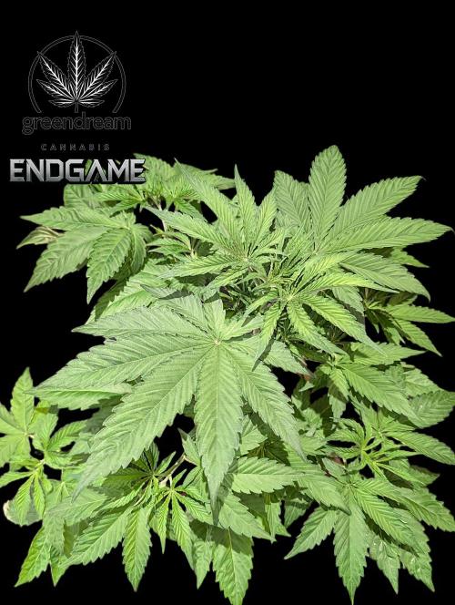 Tetraploid Grow - Endgame - Greendream. Week 4