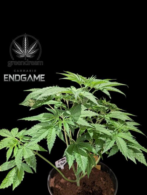 Tetraploid Grow - Endgame - Greendream. Week 4