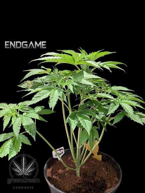 Tetraploid Grow - Endgame - Greendream. Week 4