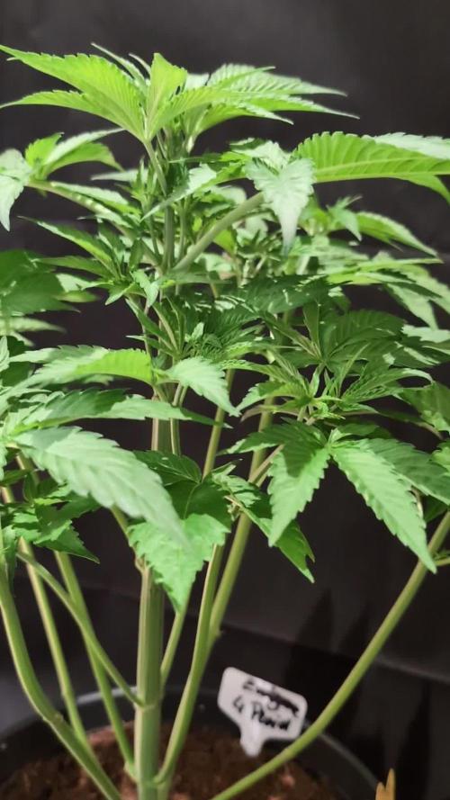 Tetraploid Grow - Endgame - Greendream