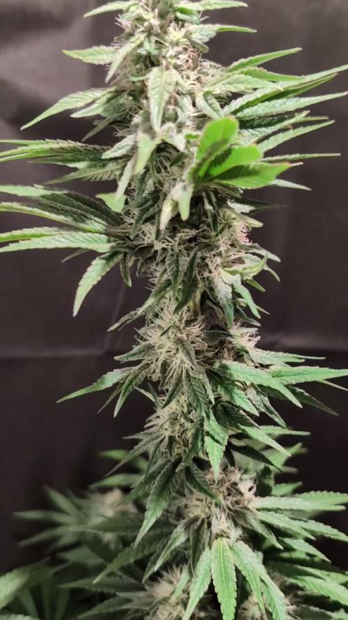 Sunset Monkey - Good Times Genetix - BTN