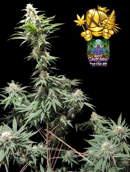 Sunset Monkey - Good Times Genetix - BTN. Week 12
