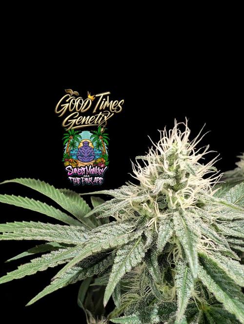 Sunset Monkey - Good Times Genetix - BTN. Week 12