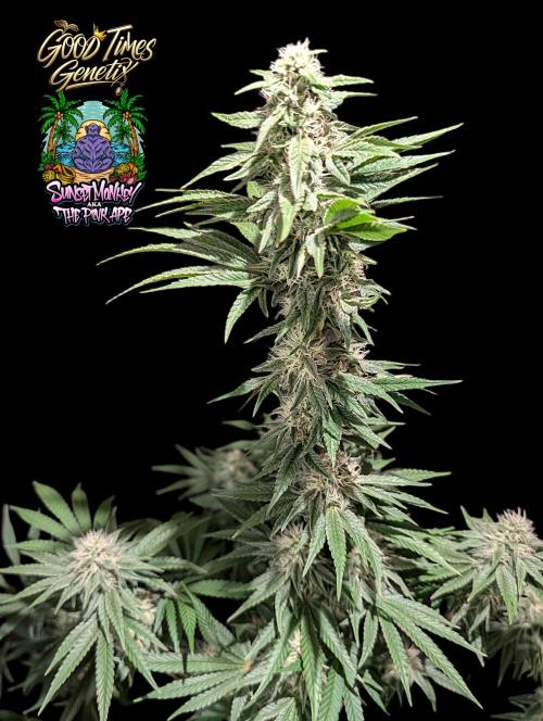 Sunset Monkey - Good Times Genetix - BTN. Week 12
